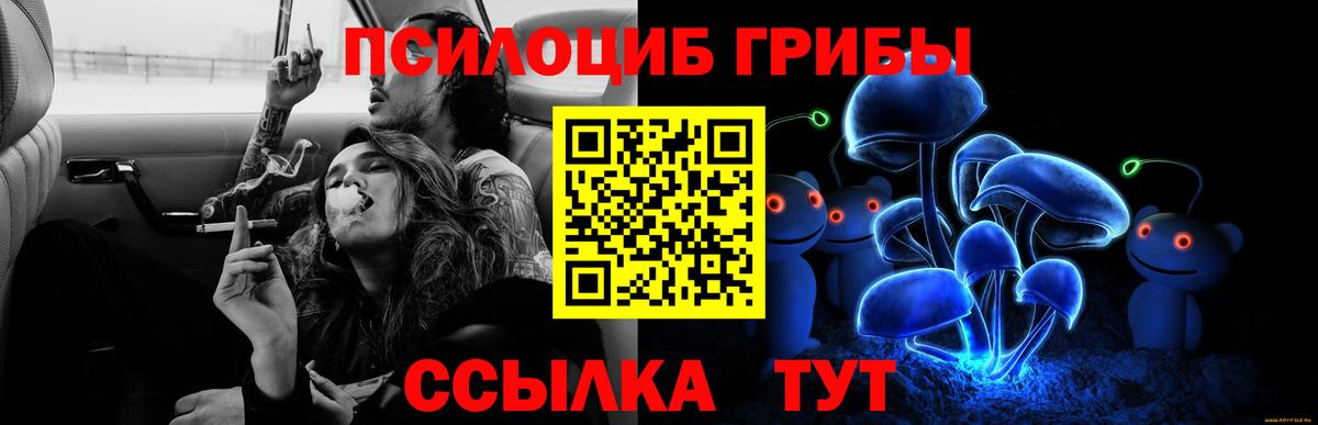 Псилоцибиновые грибы Psilocybe Соль-Илецк